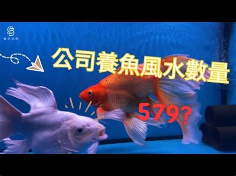 風水魚缸數量|養魚數量風水以及魚缸擺放技巧分別有哪些？趕緊照着。